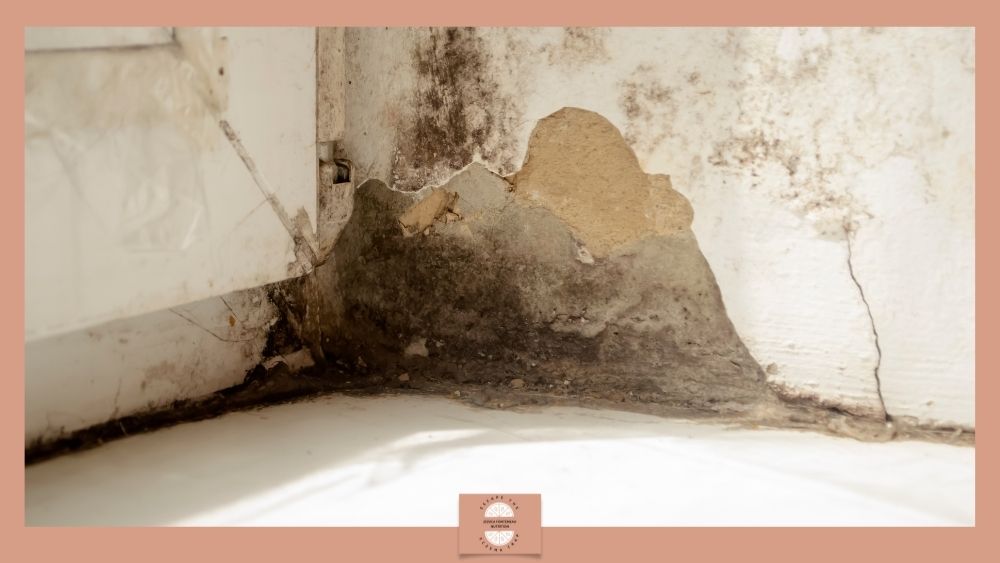 Mould-min - Jessica Fonteneau Nutrition