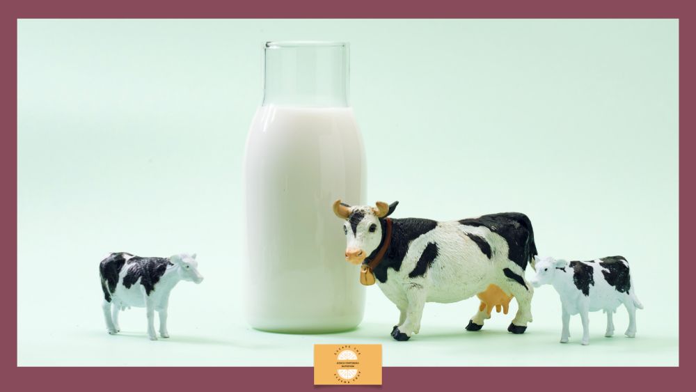 Eczema in Babies: Cow’s Milk Allergy or Lactose Intolerance? Image of bottle of milk and toy cows.